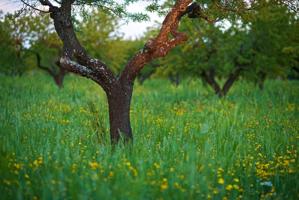 Masseria Ciavea Gioia Del Colle Ngoại thất bức ảnh